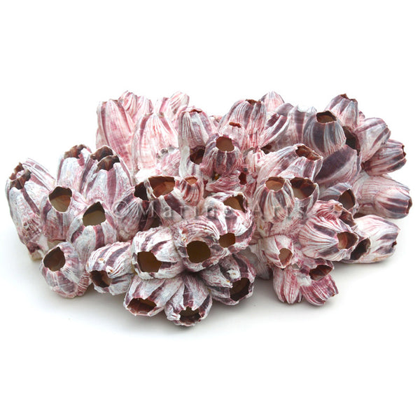 Large Pink and Purple Barnacle Clusters